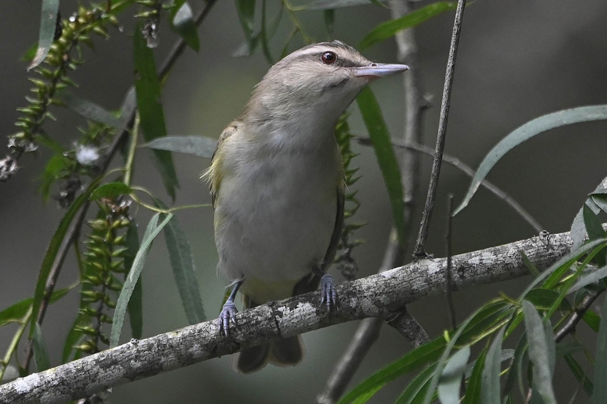 Black-whiskered Vireo - Troy Hibbitts