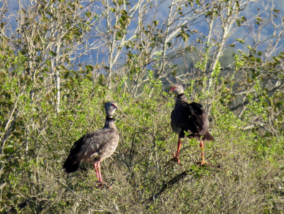 Southern Screamer - Marcelo  Zanotti