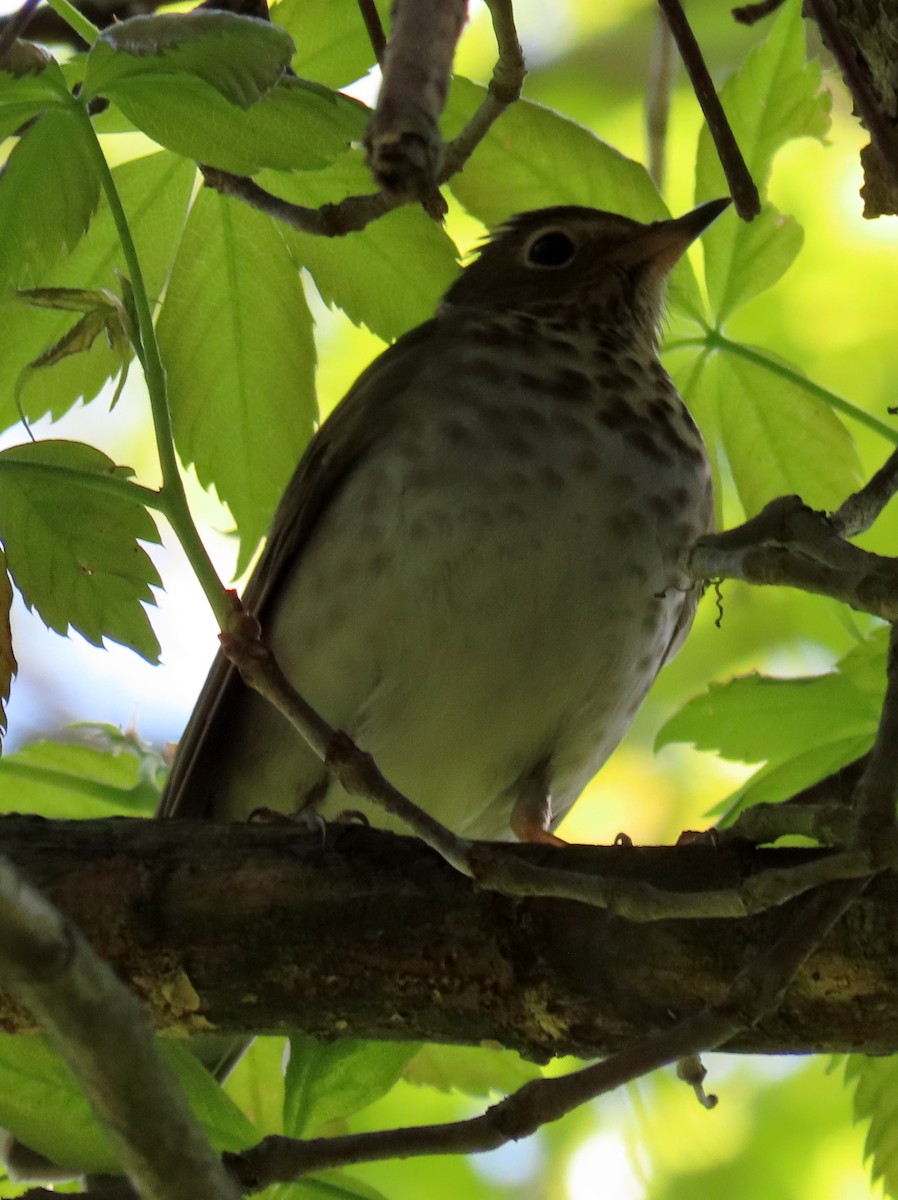 Tordo di Swainson - ML619005615