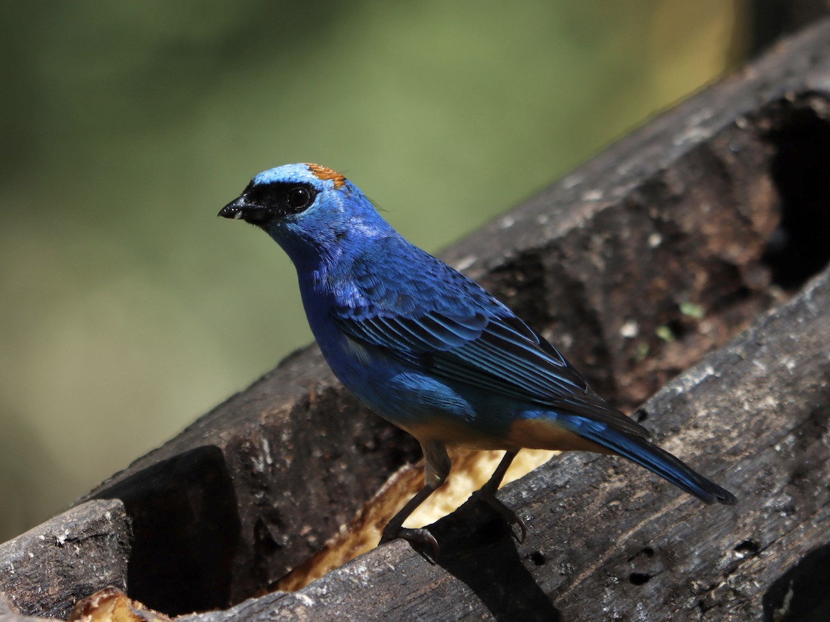 Golden-naped Tanager - Rene sun