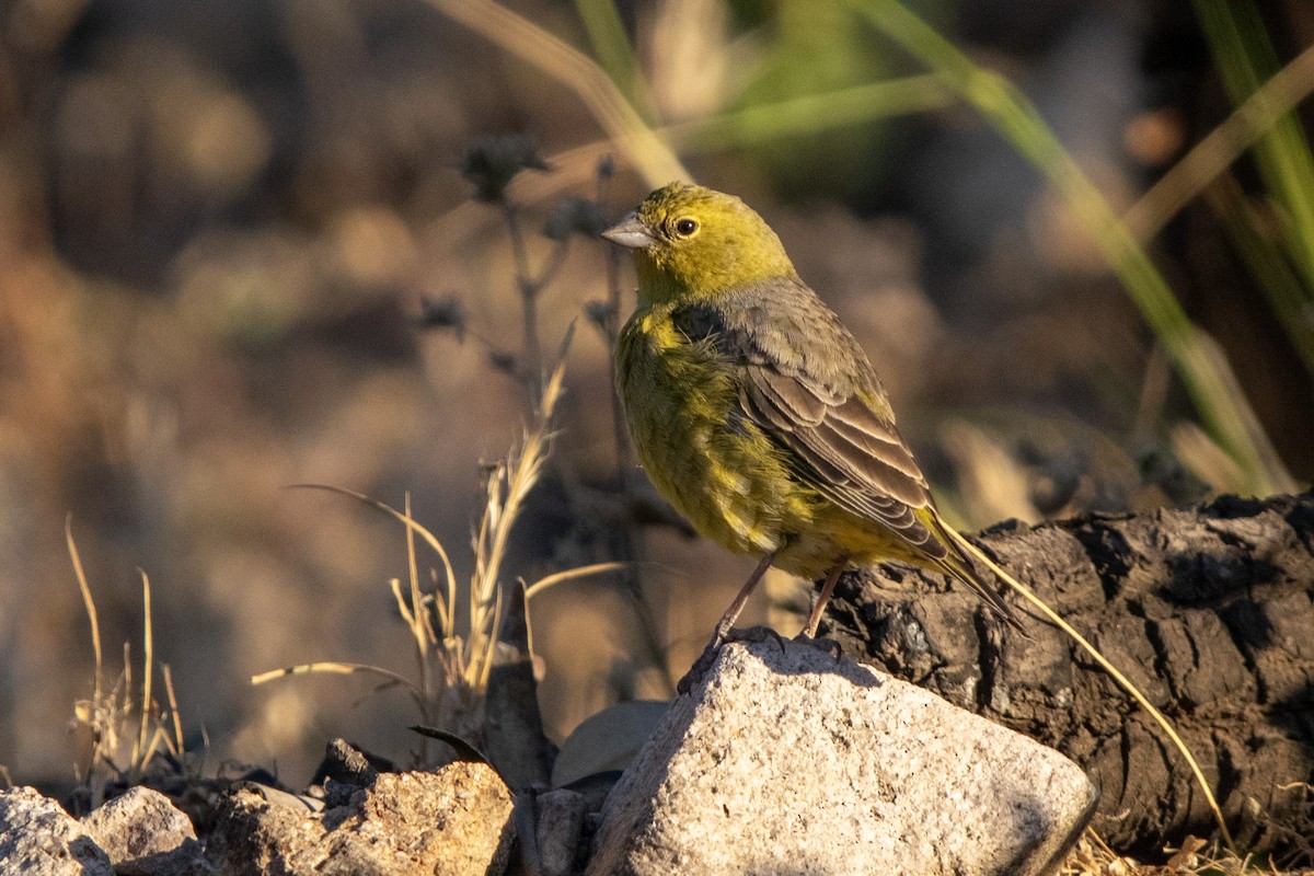 Greenish Yellow-Finch - PEDRO AMPUERO