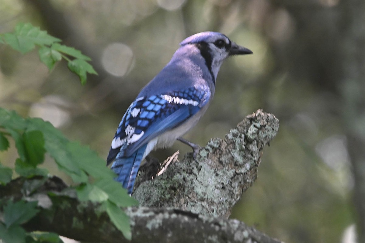 Blue Jay - ML619005641