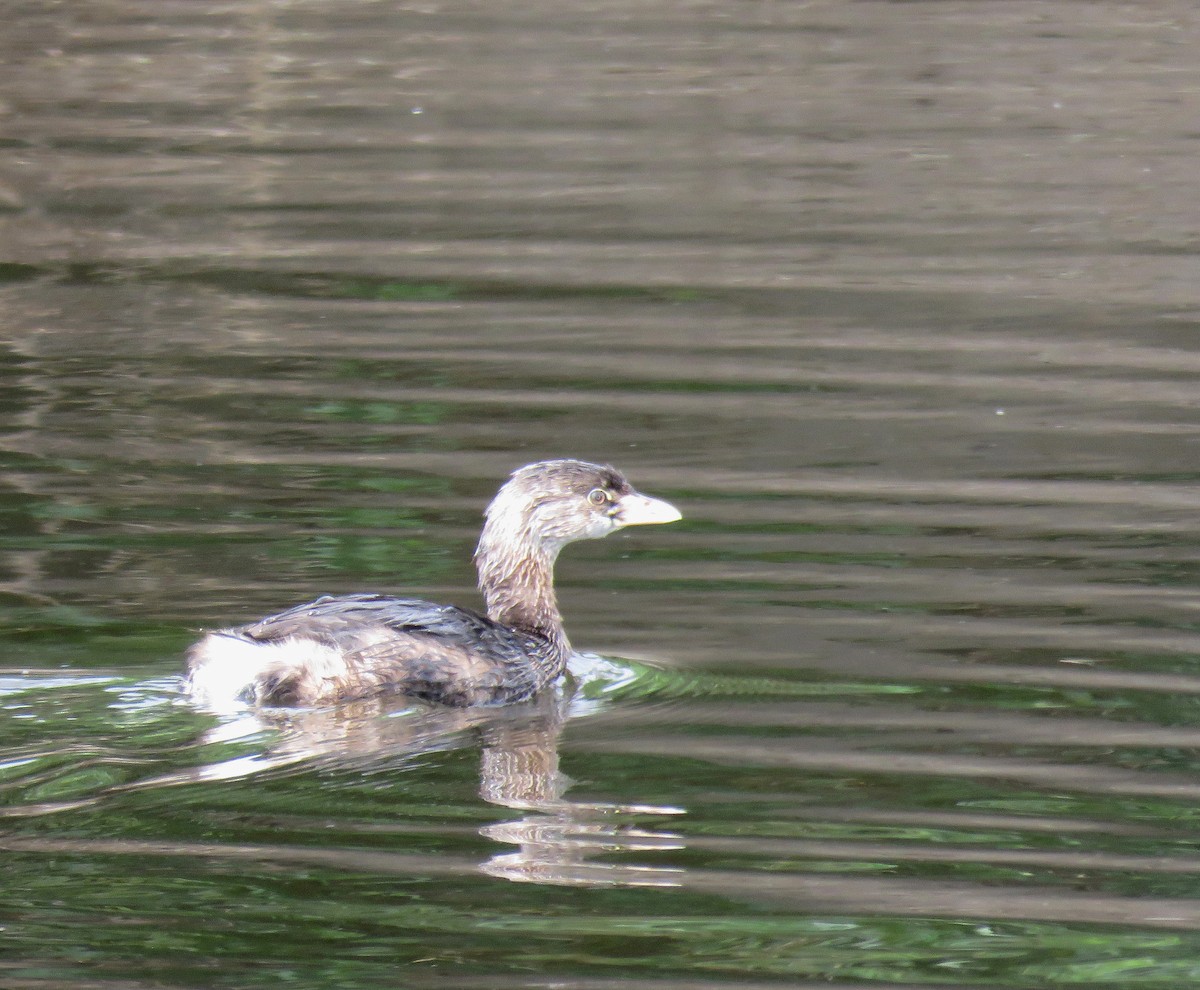 Pied-billed Grebe - ML619005642