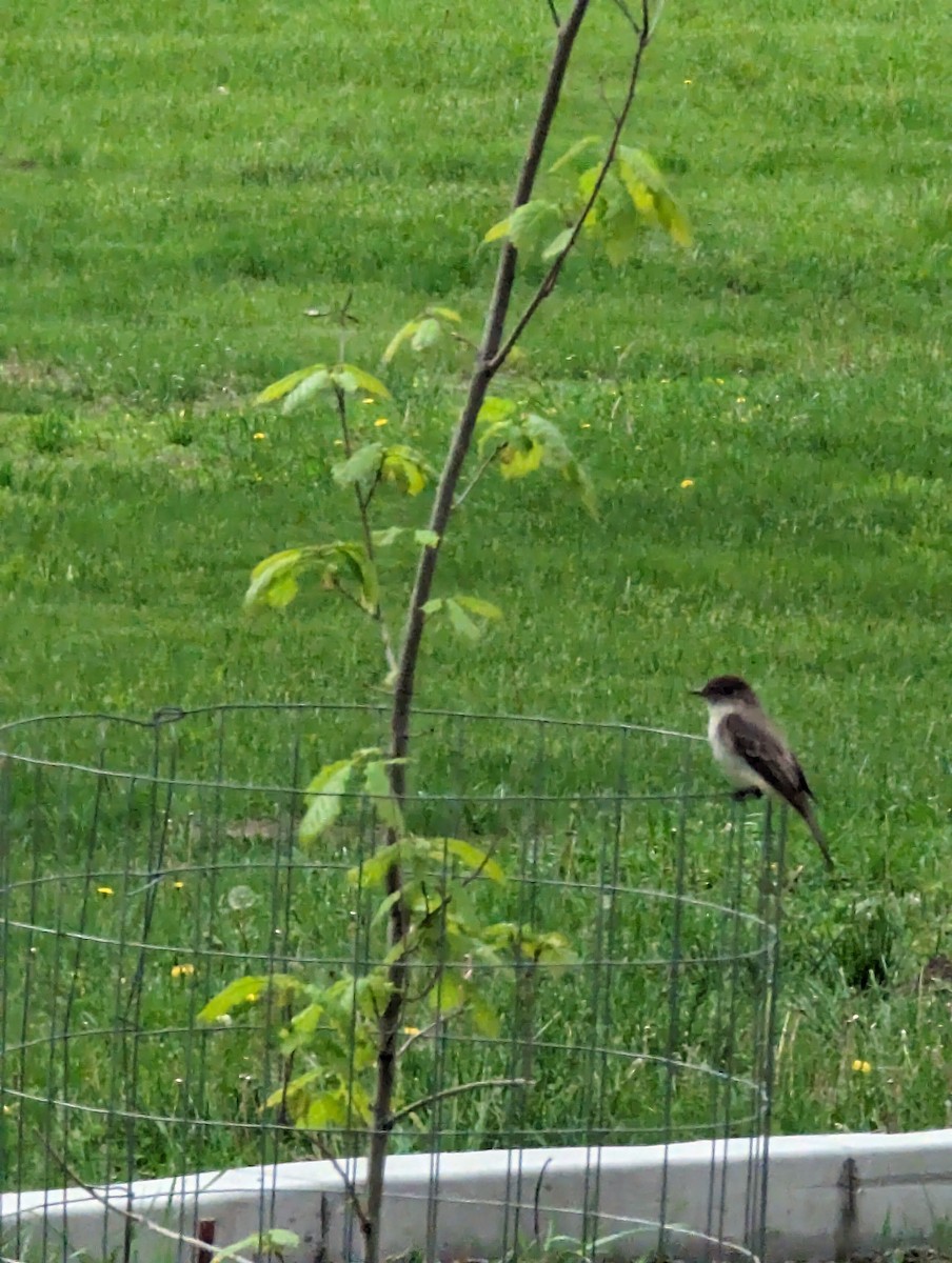 Eastern Phoebe - ML619005644