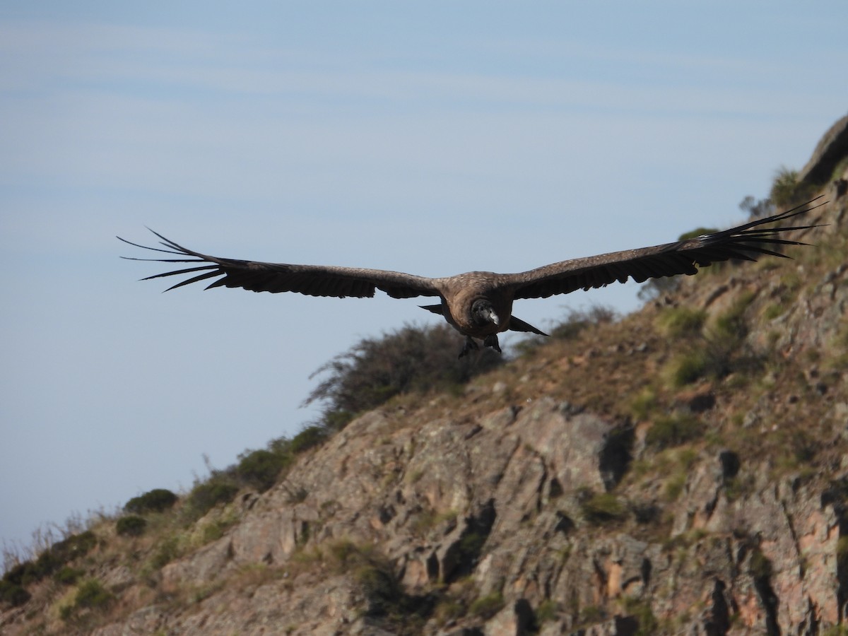 Andean Condor - Más Aves