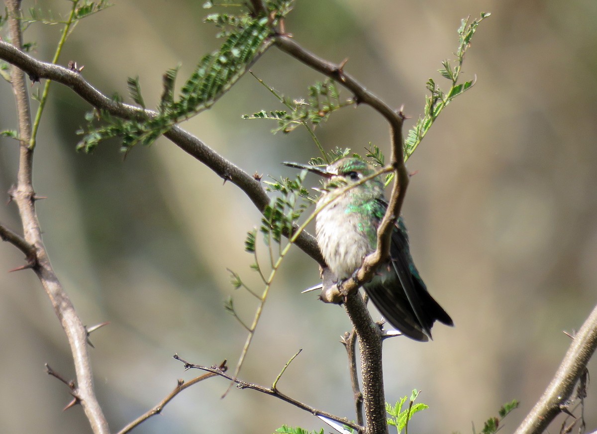 White-bellied Hummingbird - Marcelo  Zanotti