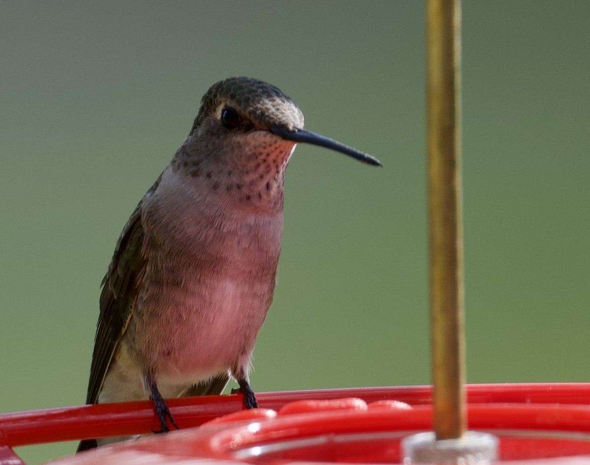 Black-chinned Hummingbird - Tim Johnson