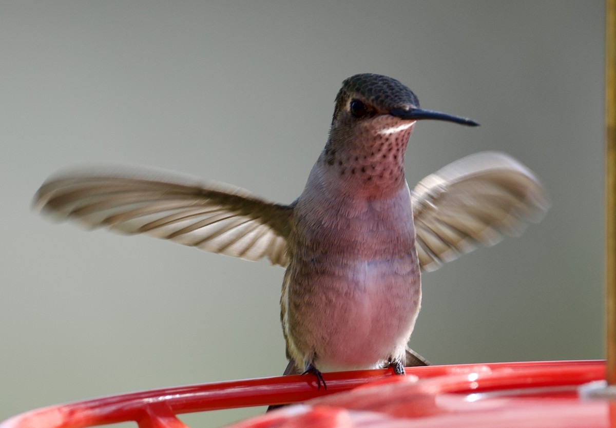 Black-chinned Hummingbird - Tim Johnson