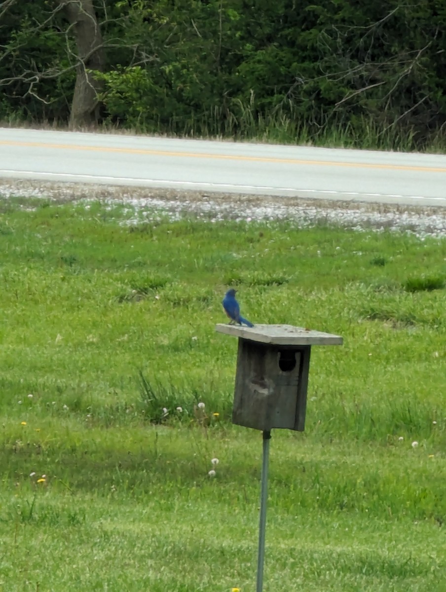 Eastern Bluebird - ML619005699