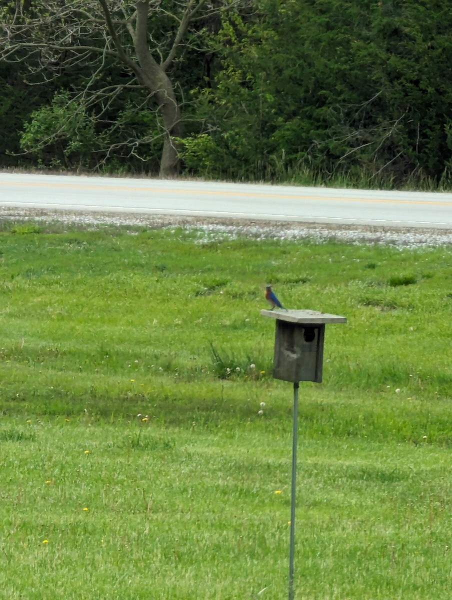 salašník modrý - ML619005700