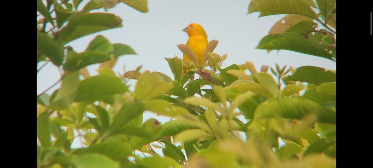 Orange-fronted Yellow-Finch - ML619005711