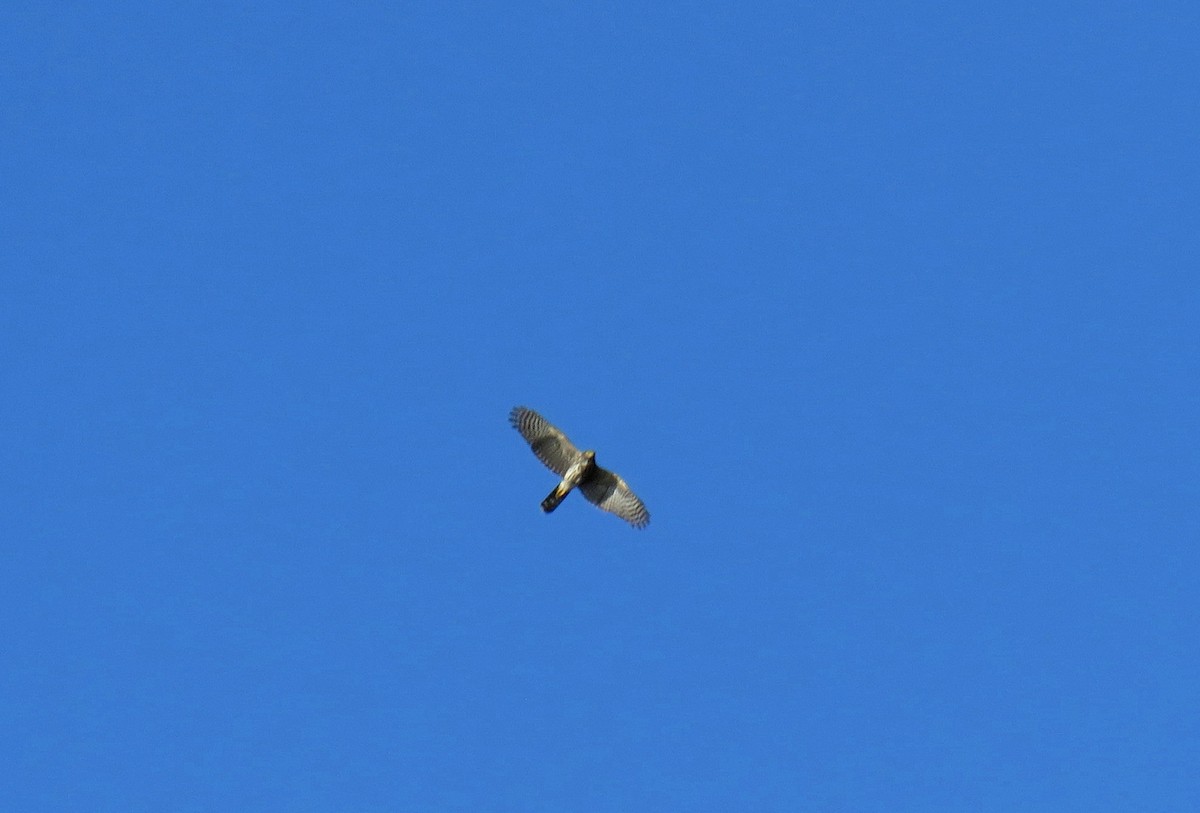 Sharp-shinned Hawk - ML619005712