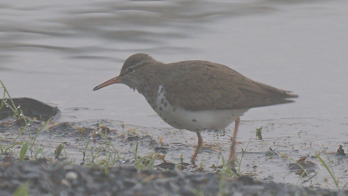 Spotted Sandpiper - ML619005722