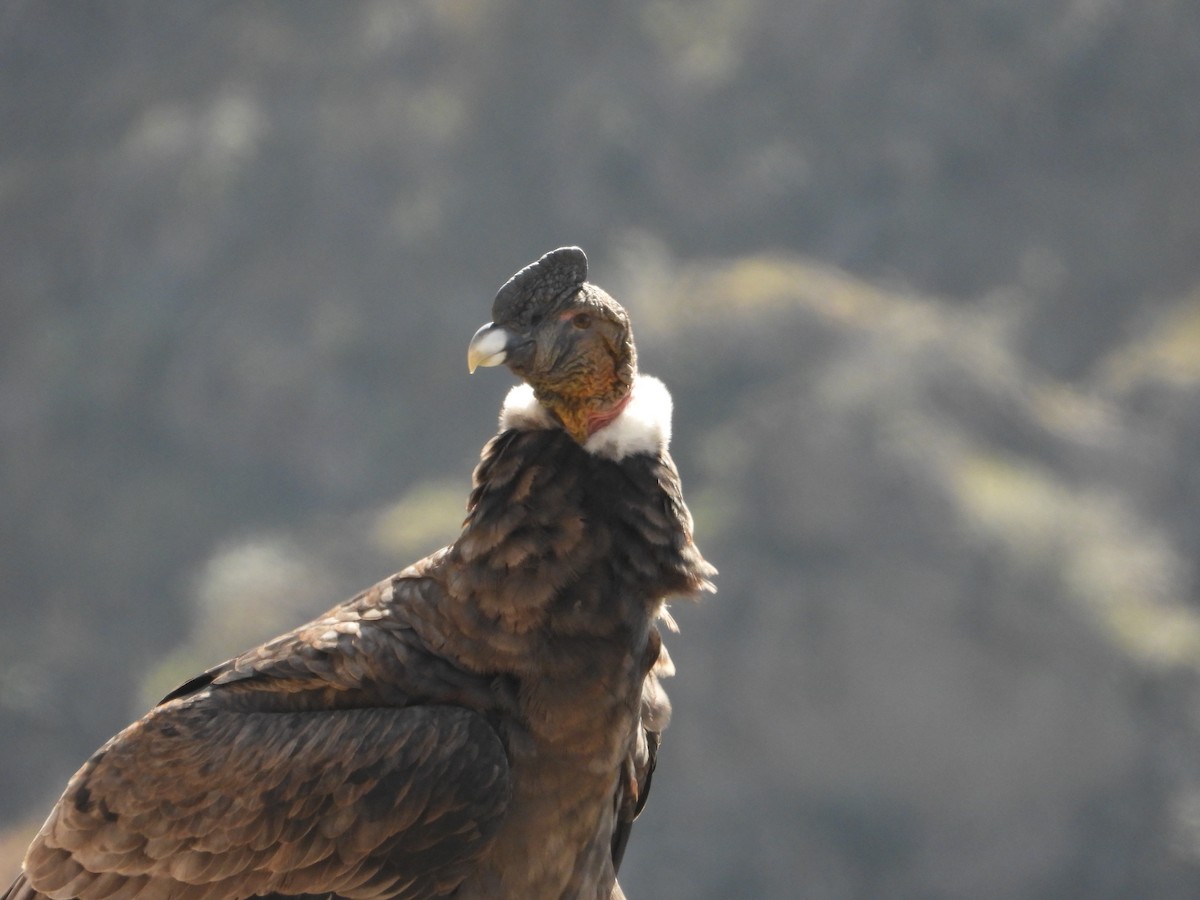 Andean Condor - Más Aves