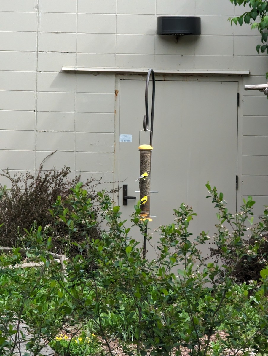 čížek žlutý - ML619005746