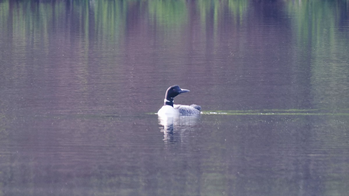 Common Loon - ML619005747