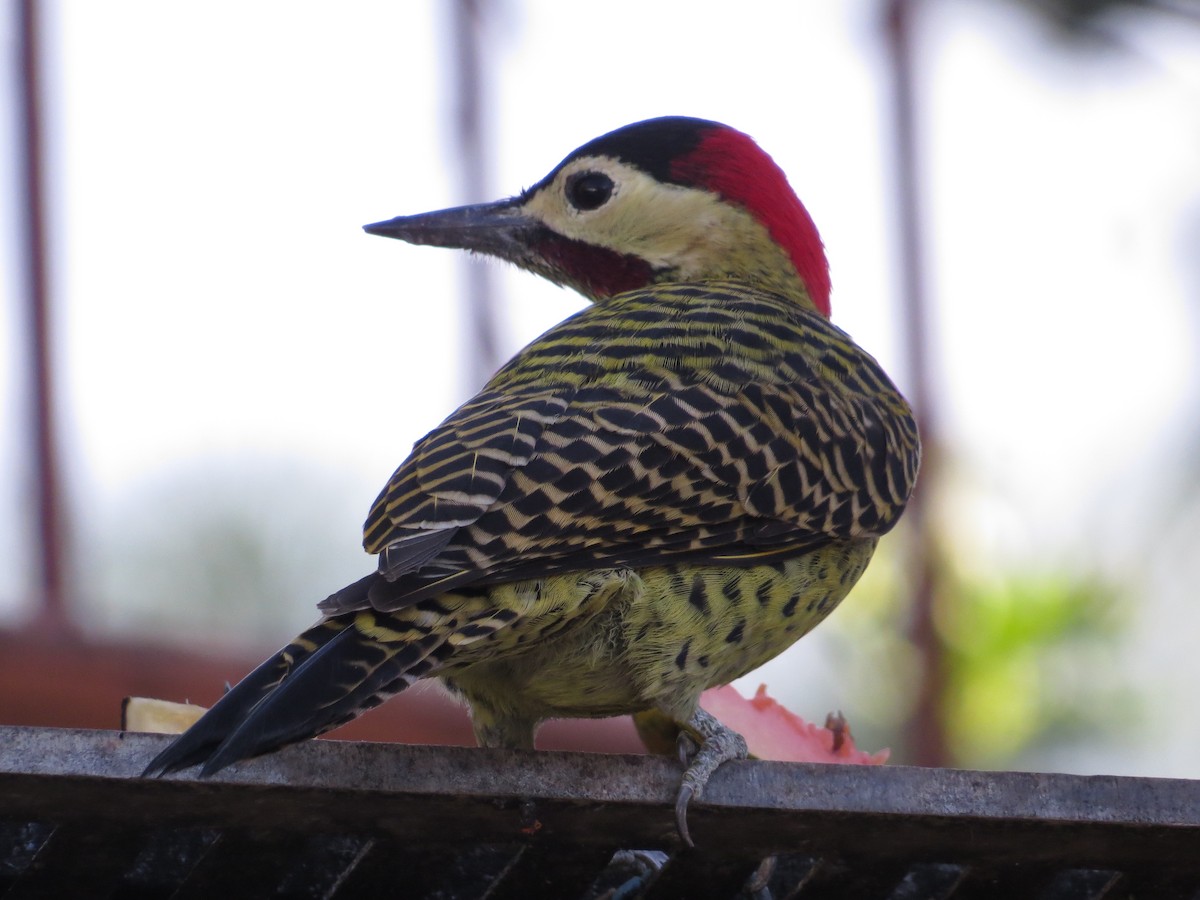 Green-barred Woodpecker - Rosa Cartagenes