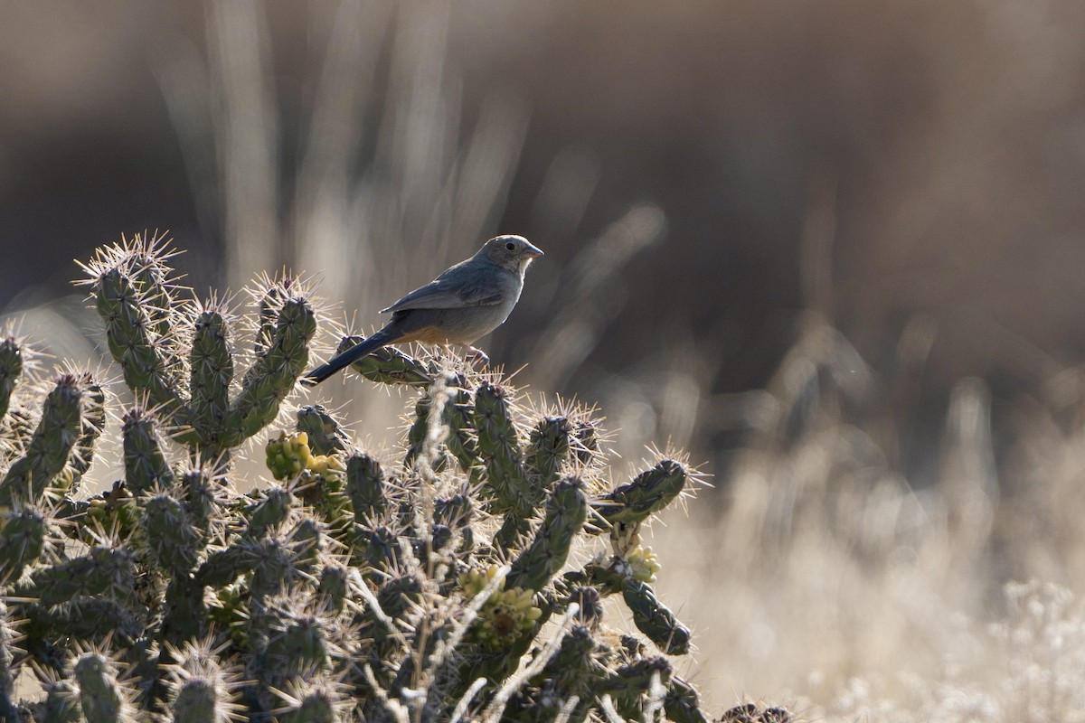 Canyon Towhee - Winston Liu