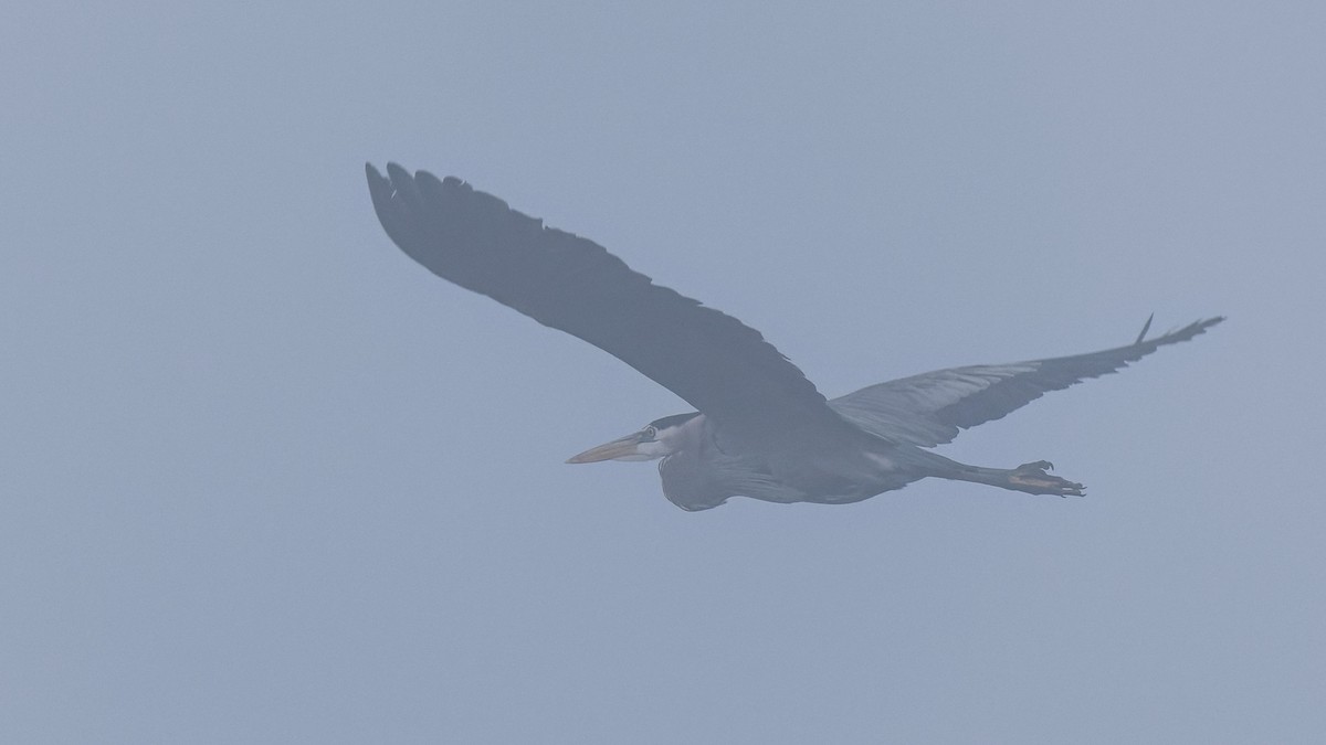 Great Blue Heron - ML619005777