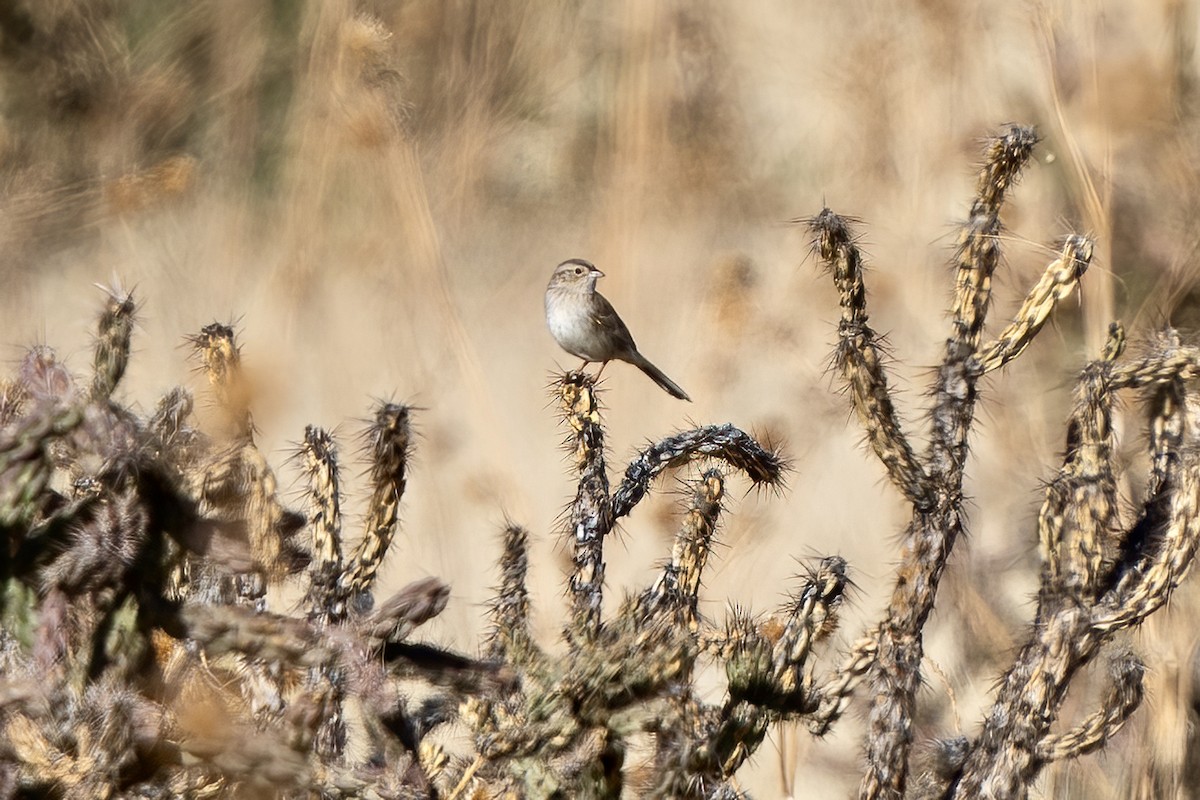 Cassin's Sparrow - ML619005784