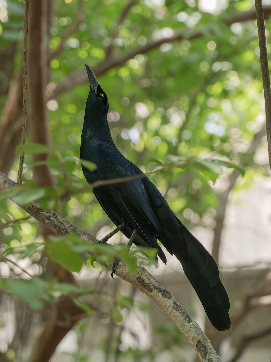 Great-tailed Grackle - ML619005787