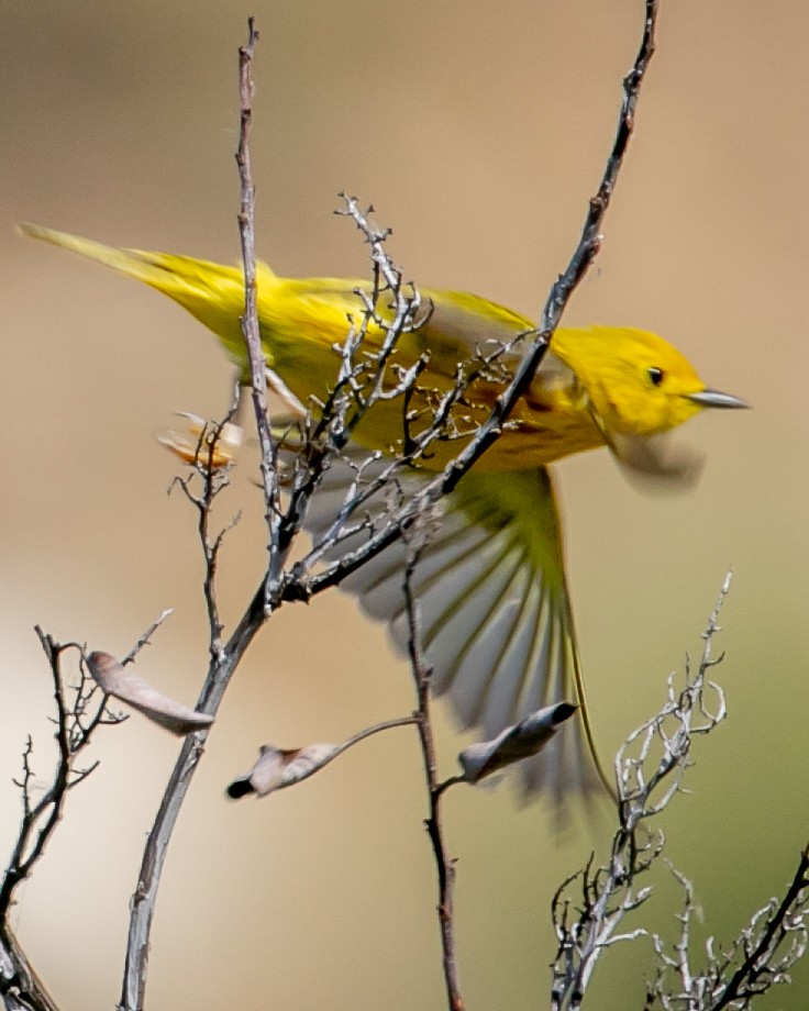 Yellow Warbler - Chris Tosdevin
