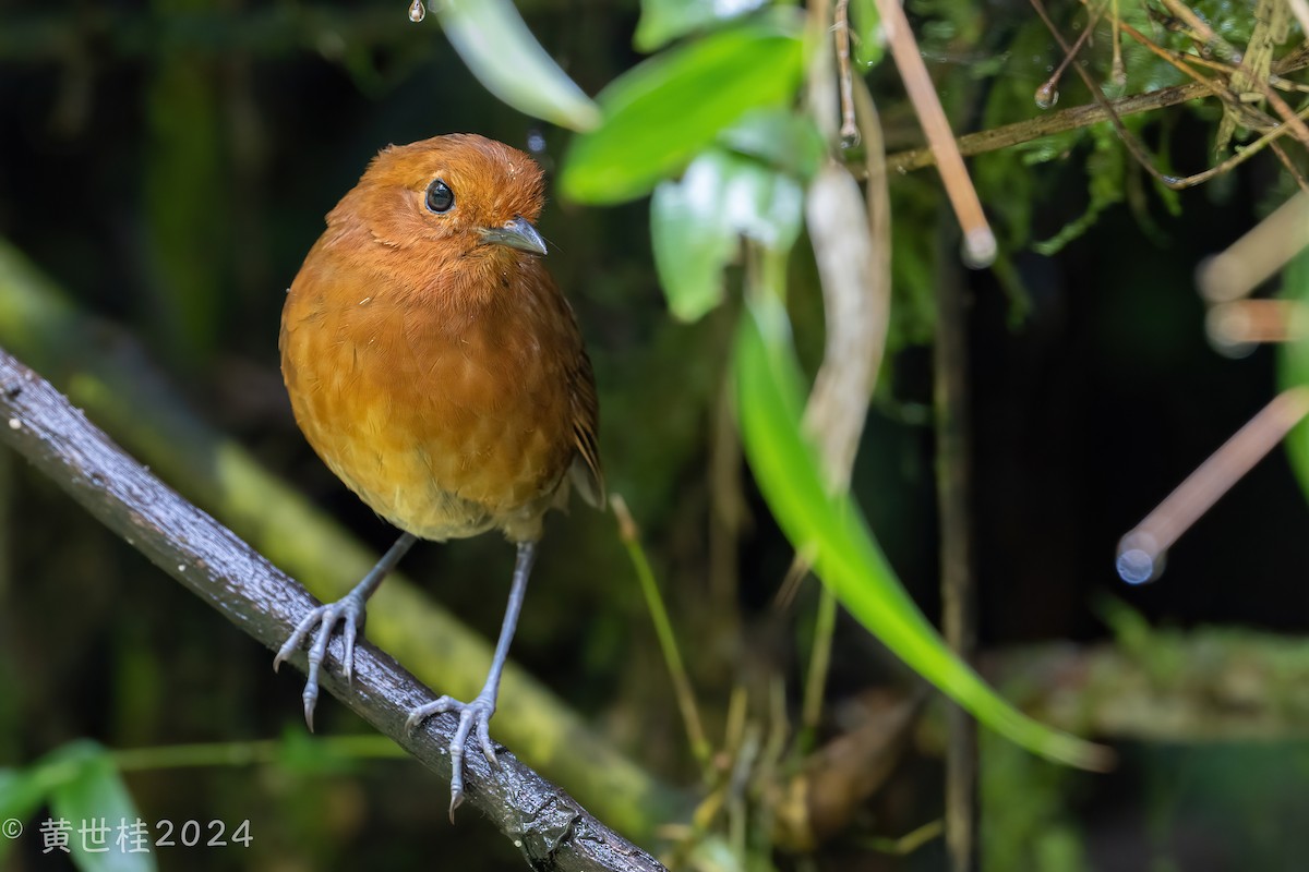 Chami Antpitta - Shigui Huang