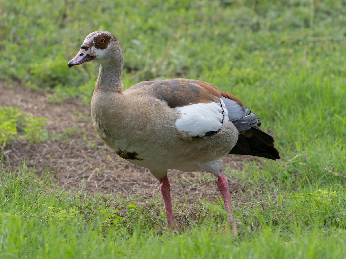 Egyptian Goose - ML619005847