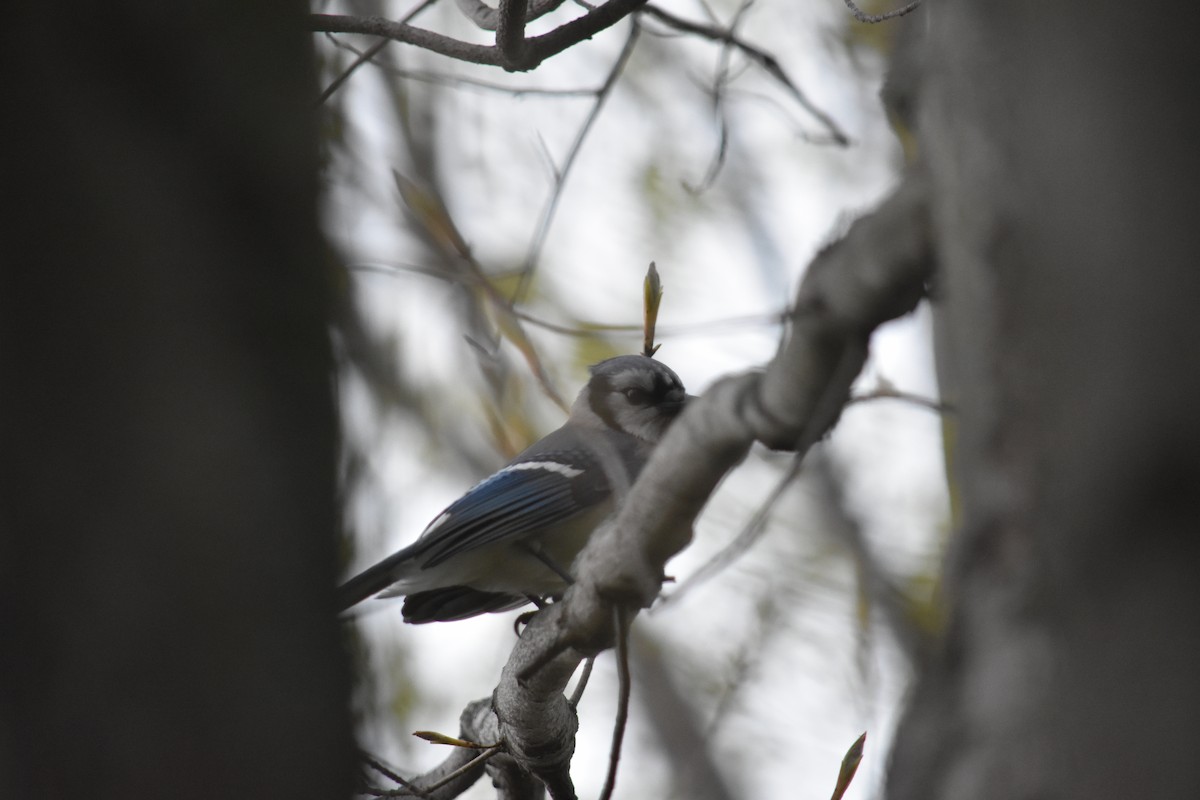 Blue Jay - ML619005849