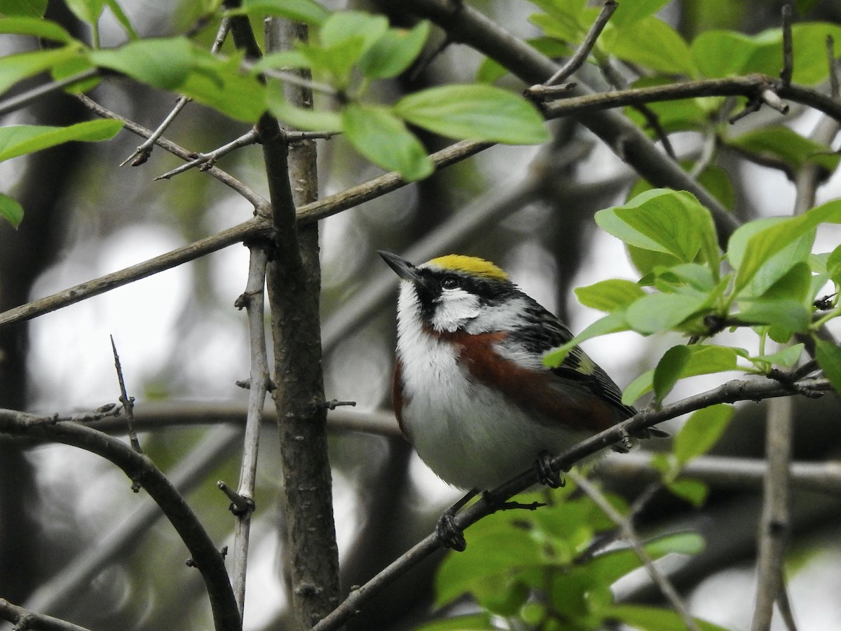 Chestnut-sided Warbler - ML619005879