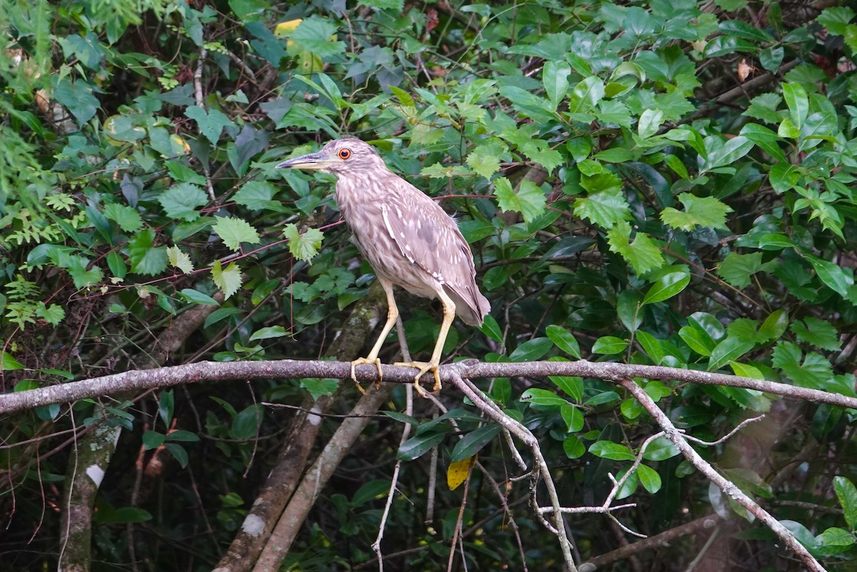 Black-crowned Night Heron - ML619005888