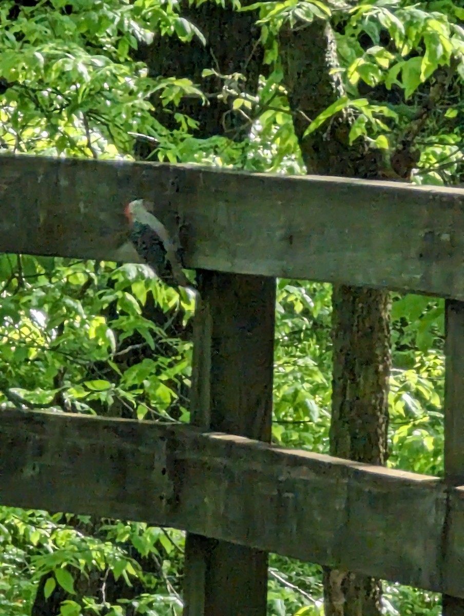 datel karolínský - ML619005899