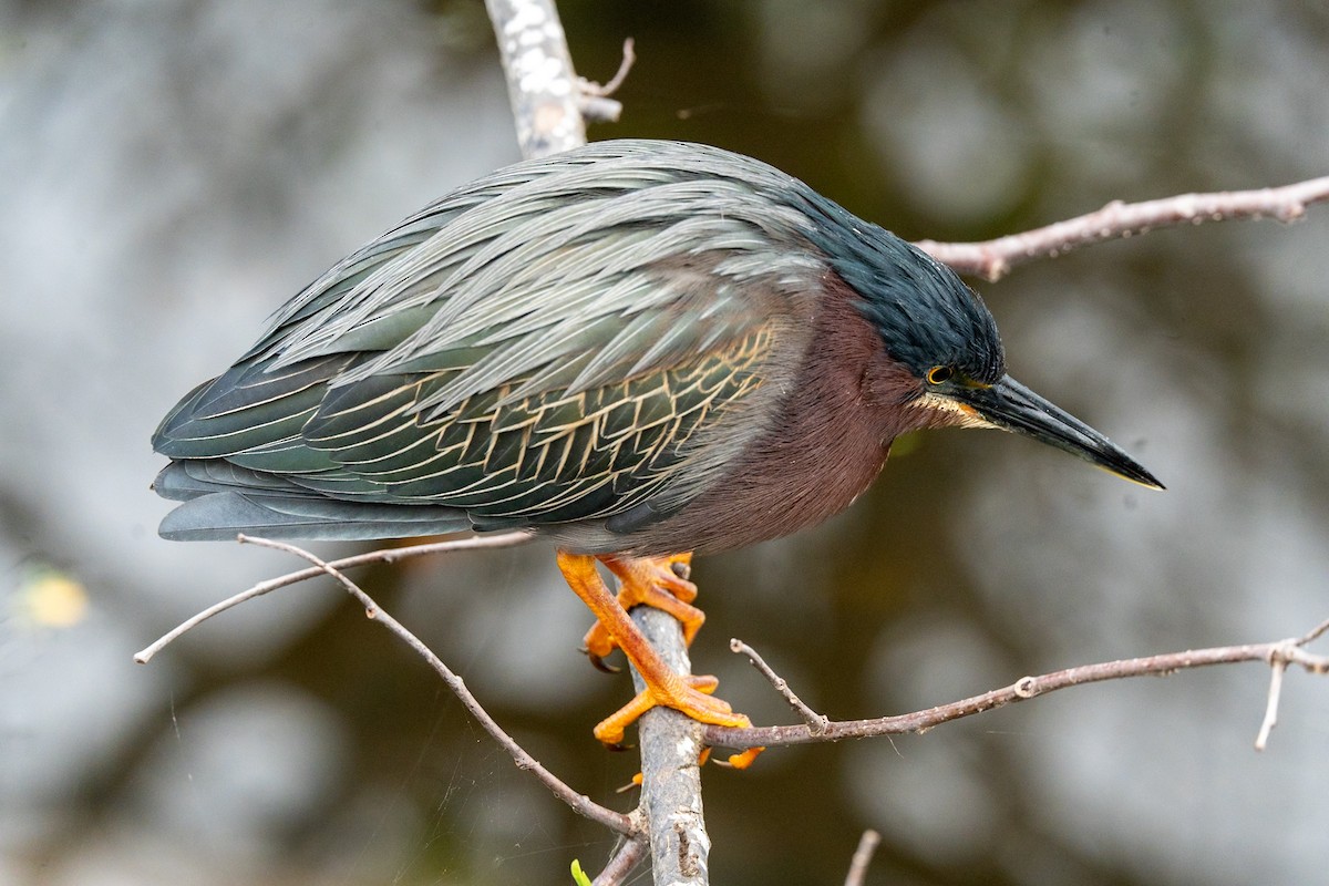 Green Heron - ML619005905