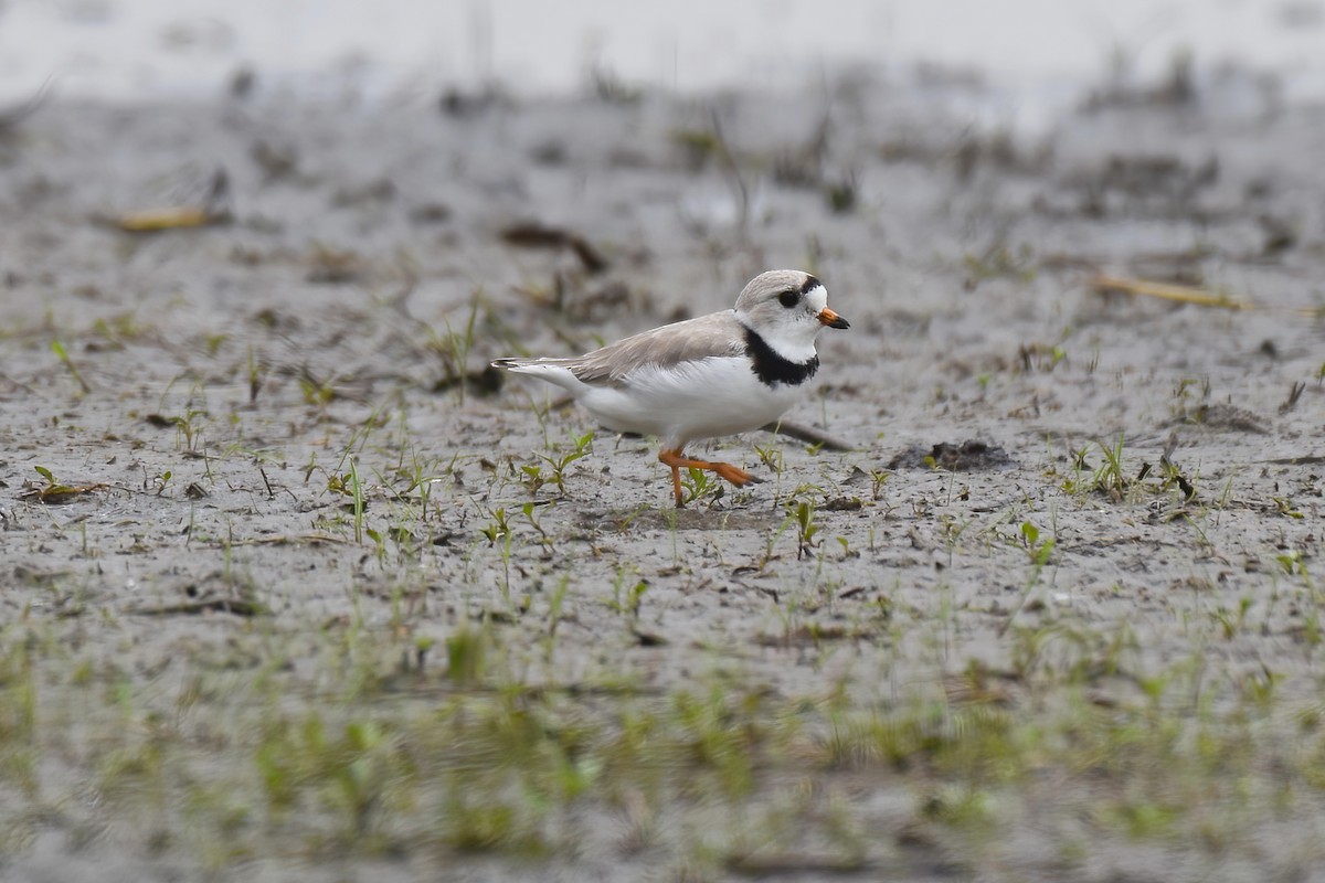 Piping Plover - Brandon Caswell