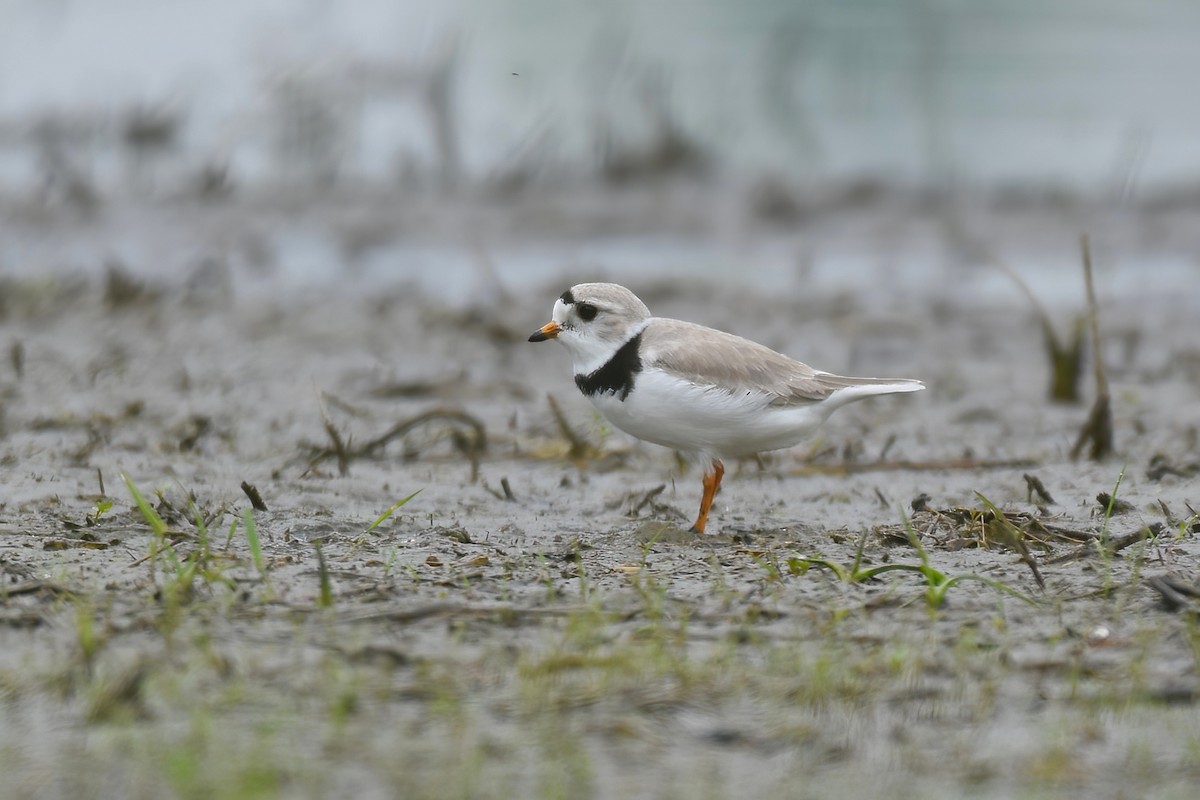 Piping Plover - Brandon Caswell
