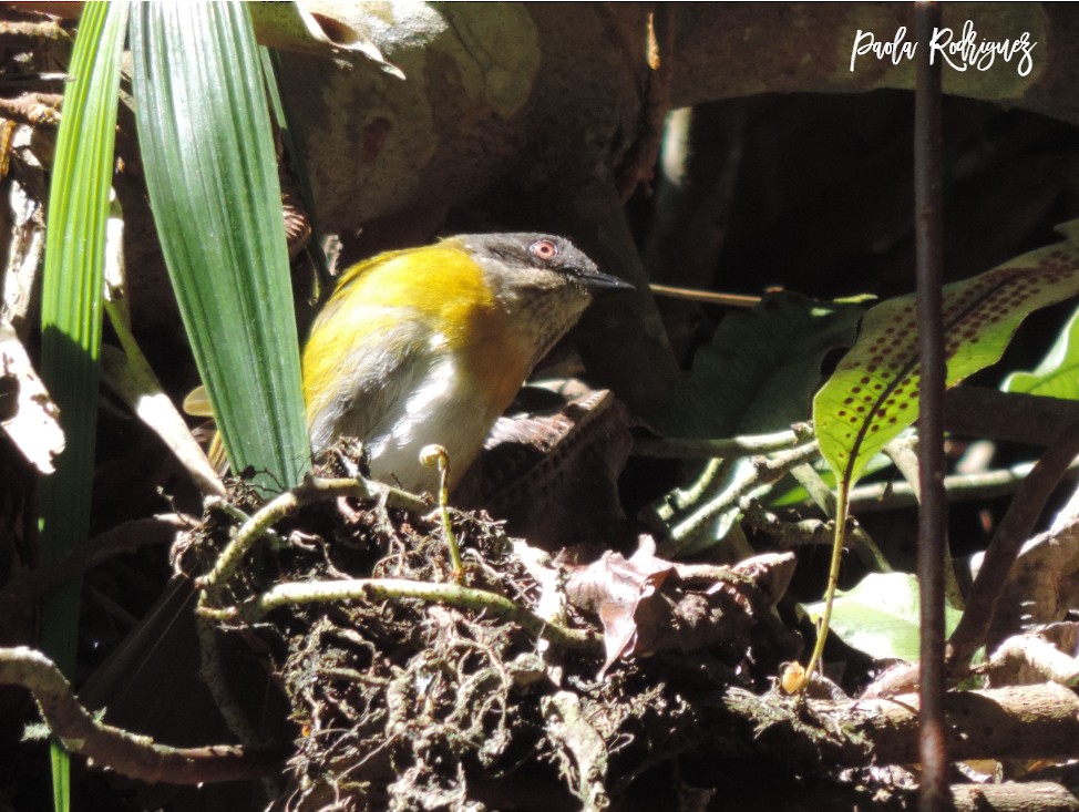 Common Chlorospingus - Yenny paola Rodríguez Parrado