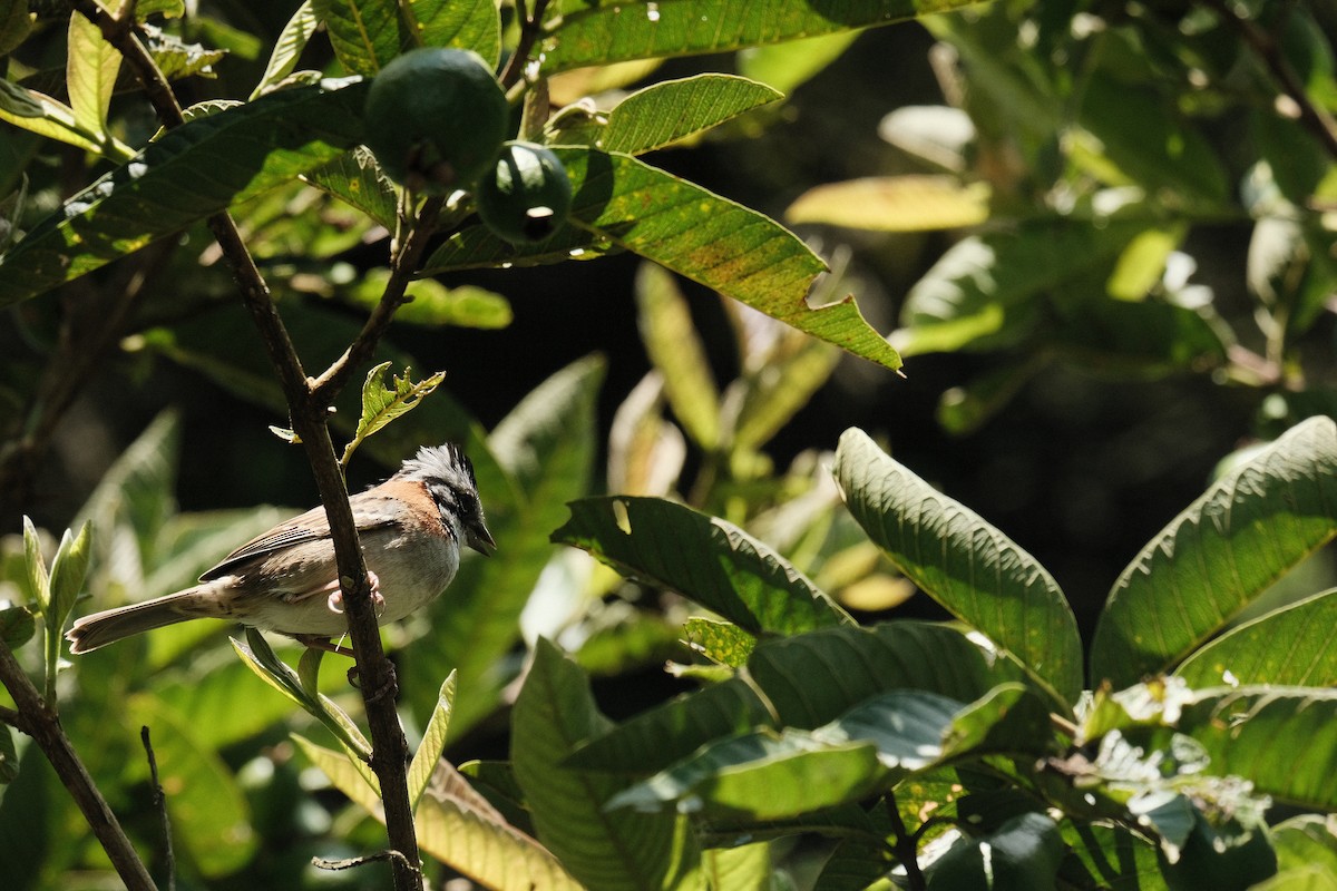 Rufous-collared Sparrow - ML619005939