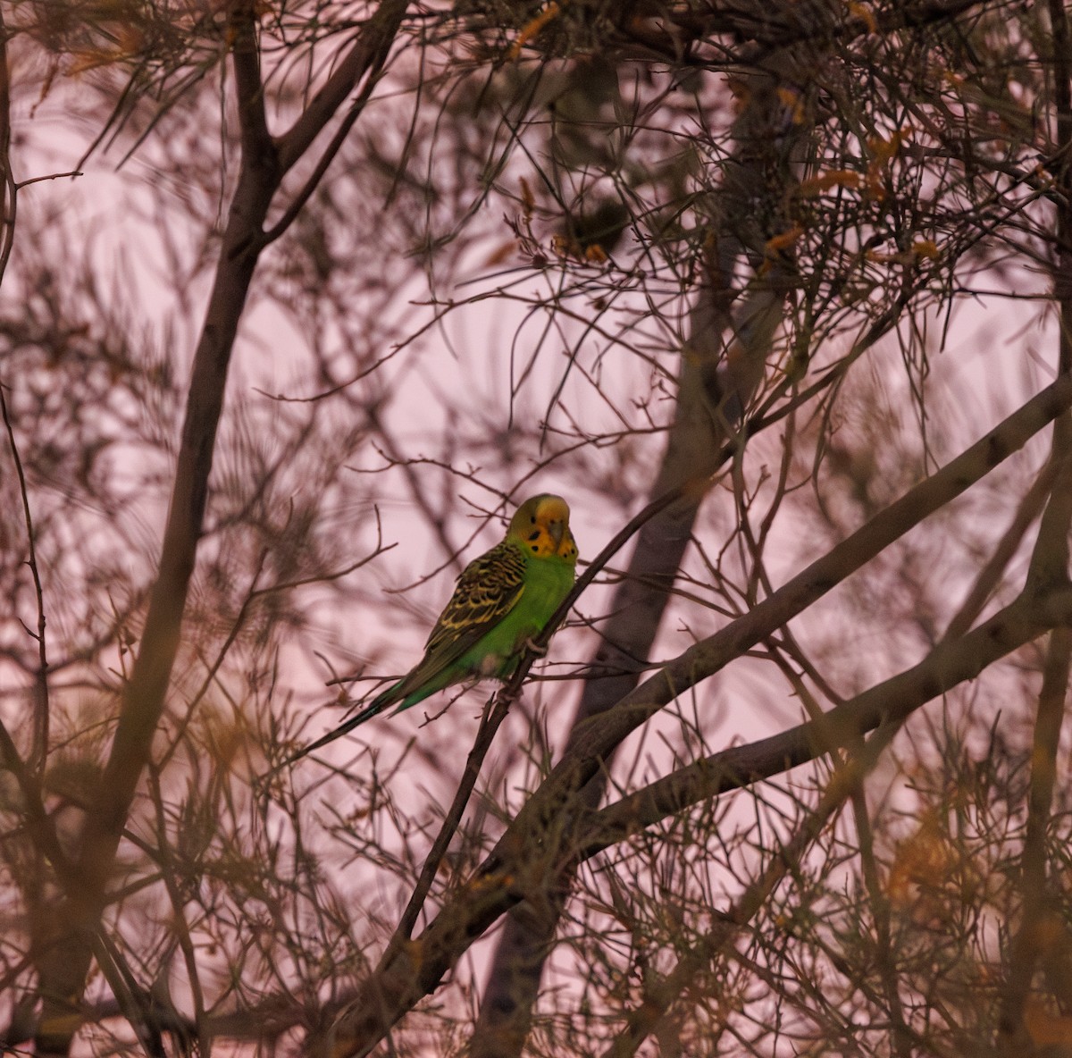 Budgerigar - Paul Rankin