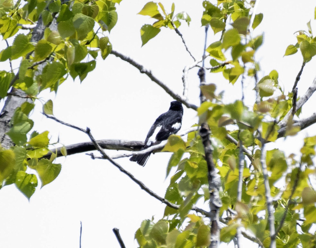 Rose-breasted Grosbeak - Estela Quintero-Weldon