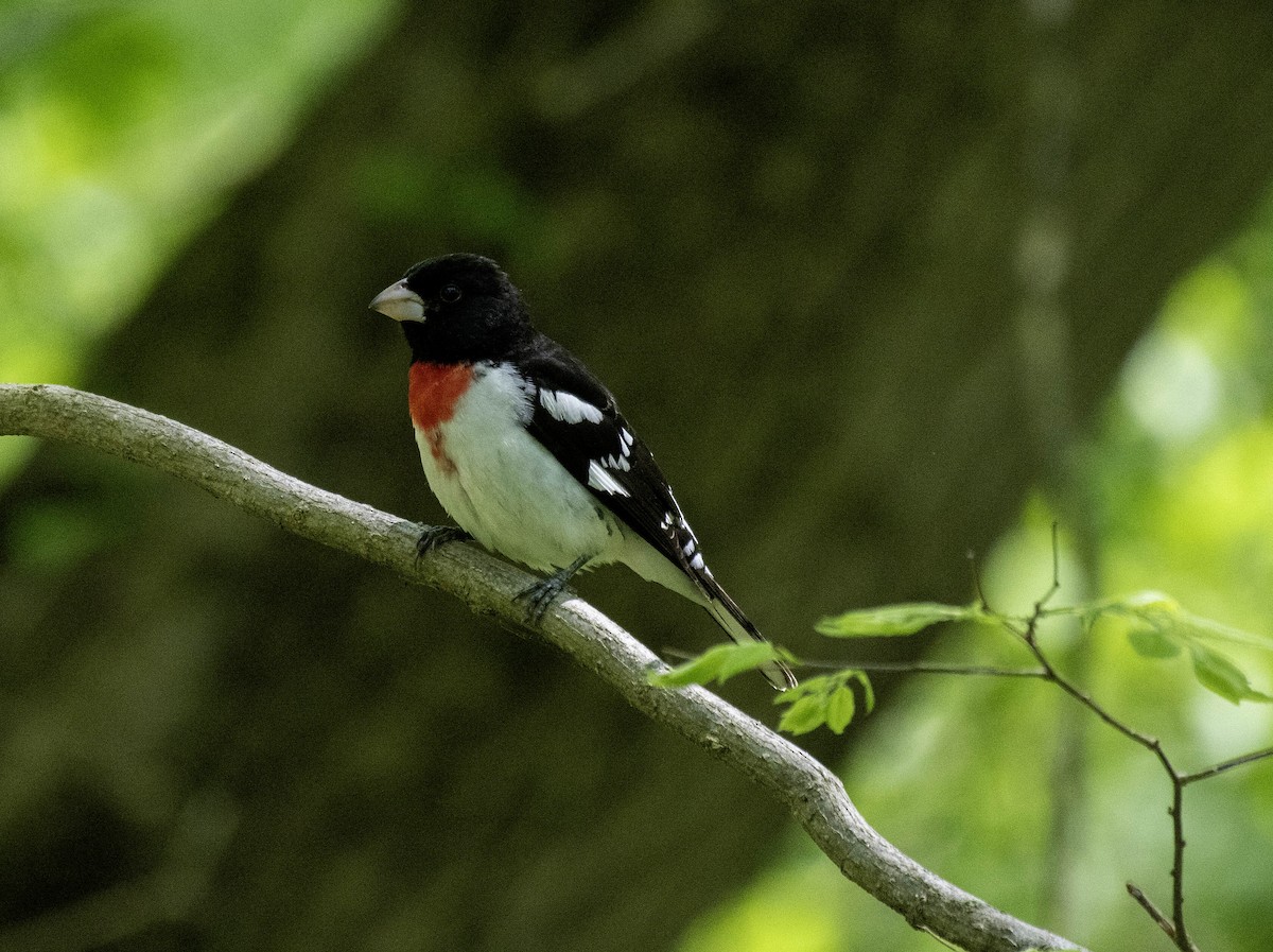 Rose-breasted Grosbeak - Estela Quintero-Weldon