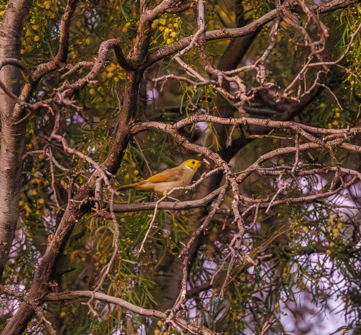 White-plumed Honeyeater - Paul Rankin