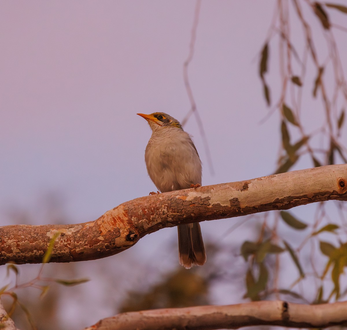 Yellow-throated Miner - Paul Rankin