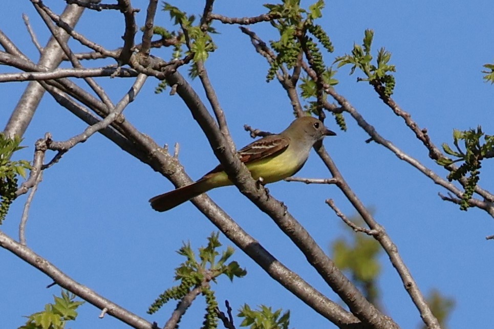 Great Crested Flycatcher - Chad Cornish