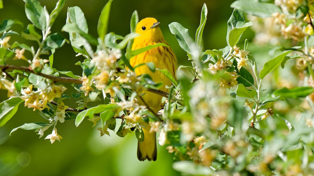 Yellow Warbler - Craig Becker