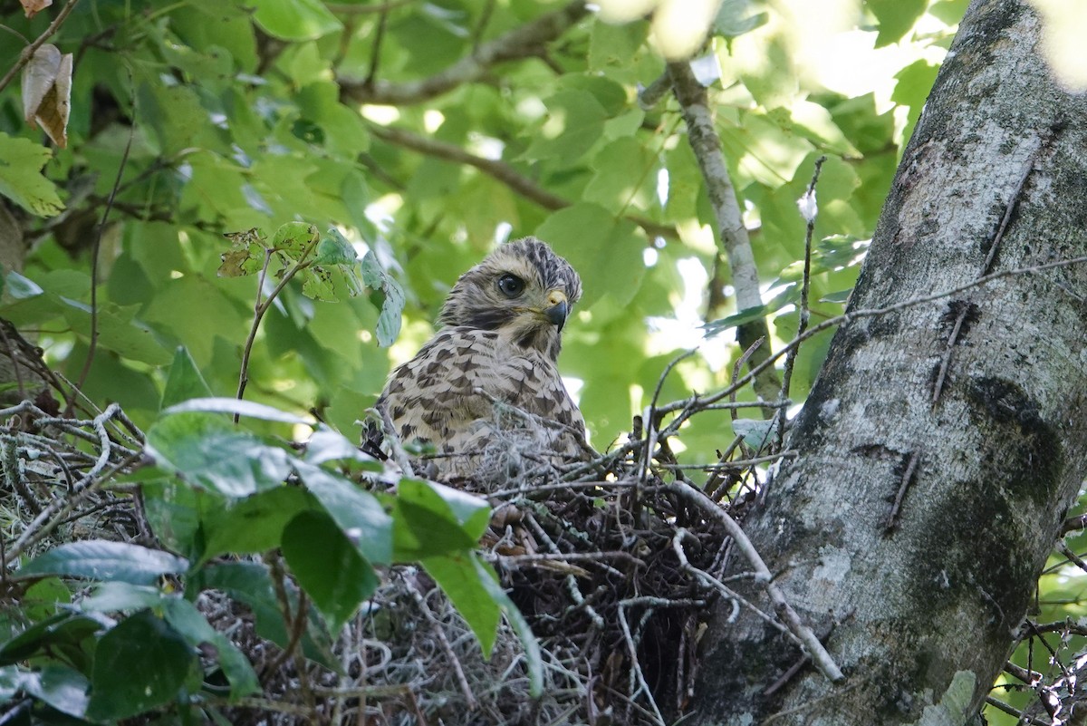 Red-shouldered Hawk - ML619006018