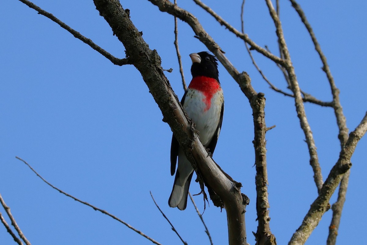 Rose-breasted Grosbeak - Chad Cornish