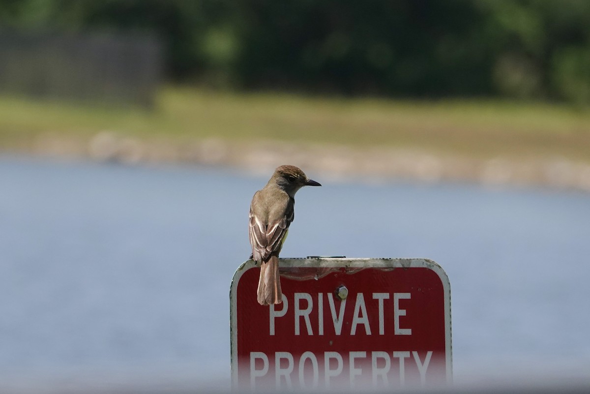 Great Crested Flycatcher - ML619006041