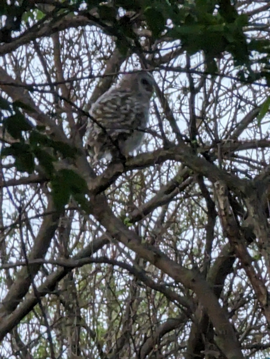 puštík proužkovaný - ML619006048