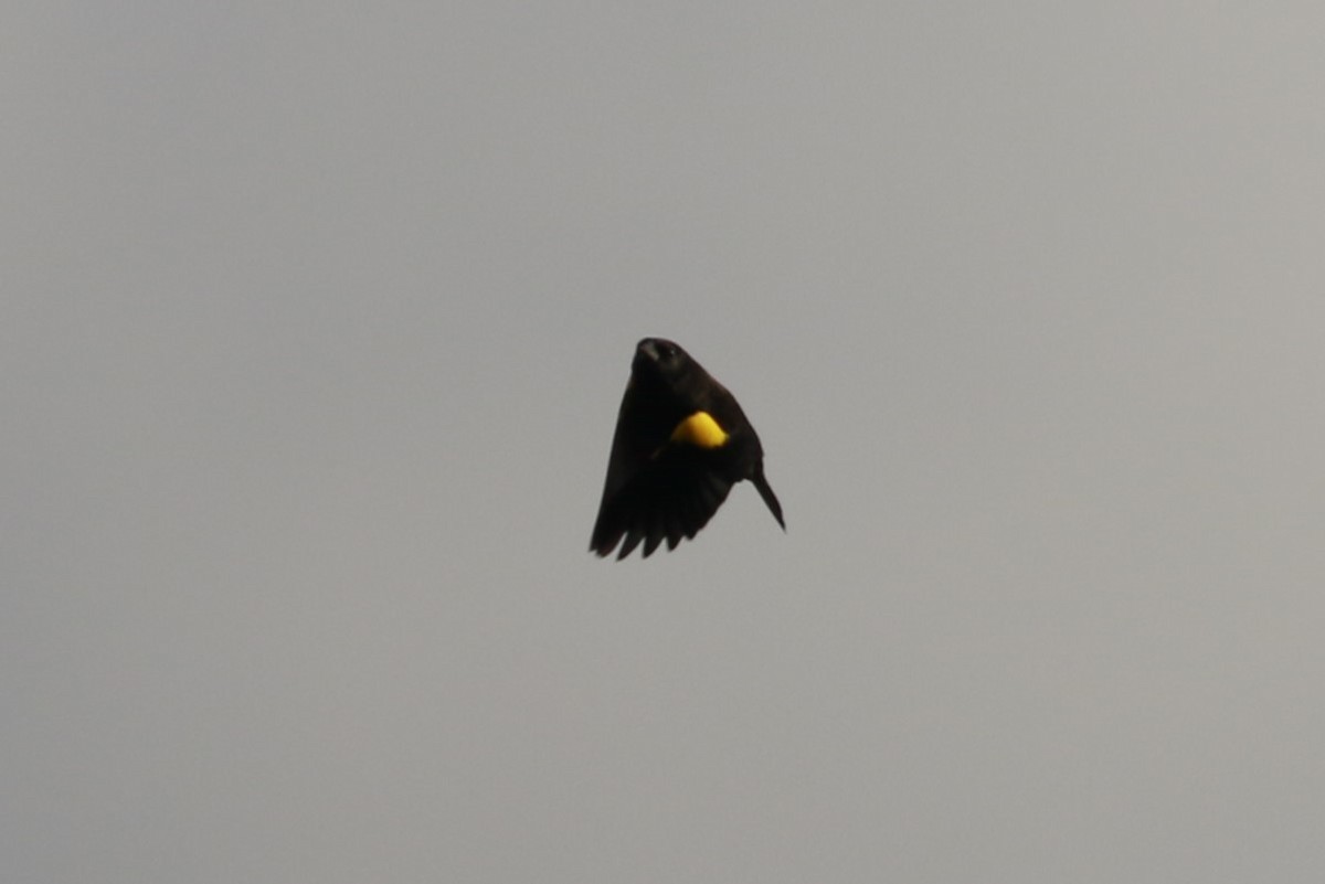 Yellow-winged Blackbird - Celina Emilia Iratchet