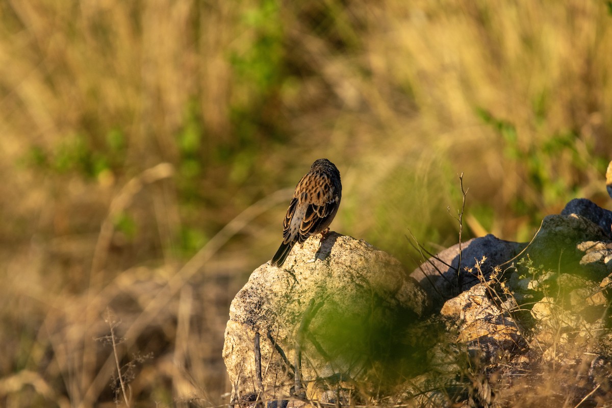 Mourning Sierra Finch - ML619006074